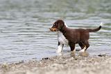 BERGER AUSTRALIEN PUPPIES 149